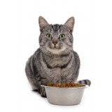 Качественный корм для кошек - залог здоровья и долголетия