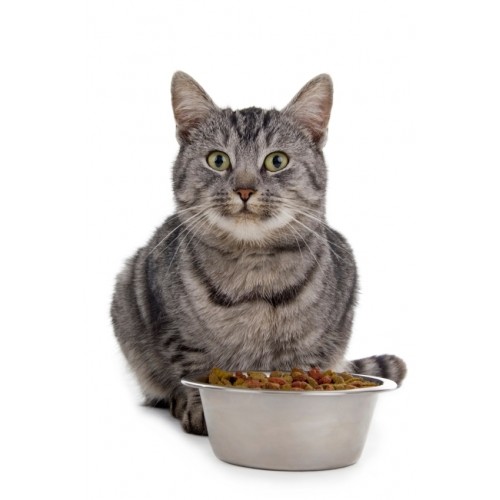 Качественный корм для кошек - залог здоровья и долголетия