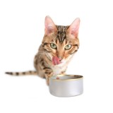 Как кормить кастрированного кота