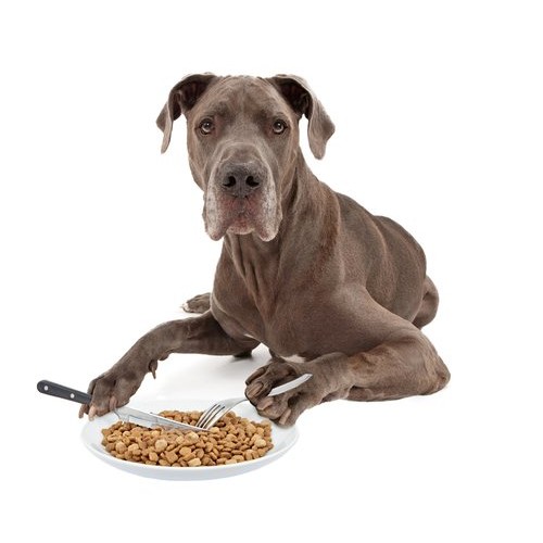 Преимущества кормления собак сухими кормами