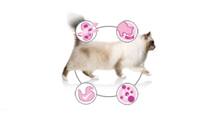 Сухой корм: Для кошек с чувствительной системой пищеварения