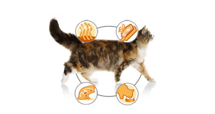 Сухой корм: Для кошек с чувствительной кожей