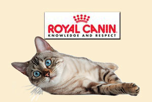 Всё о кормах для кошек фирмы Royal Canin